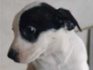 Cachorro raça Viralata idade 2 a 6 meses nome sem nome 
