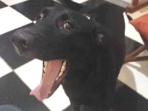 Cachorro raça SRD idade 7 a 11 meses nome Nefer