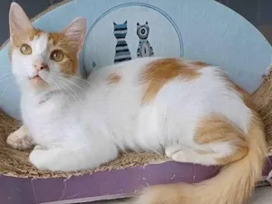Gato raça Srd idade 1 ano nome Ozzy
