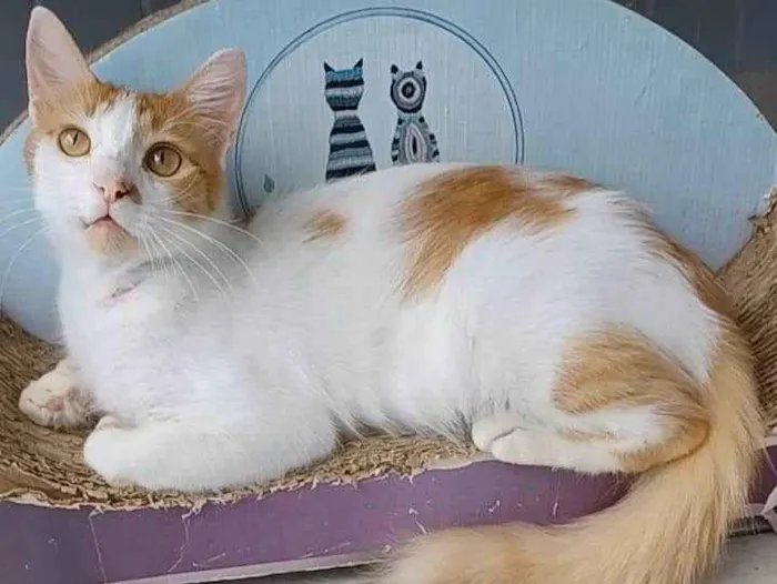 Gato ra a Srd idade 1 ano nome Ozzy