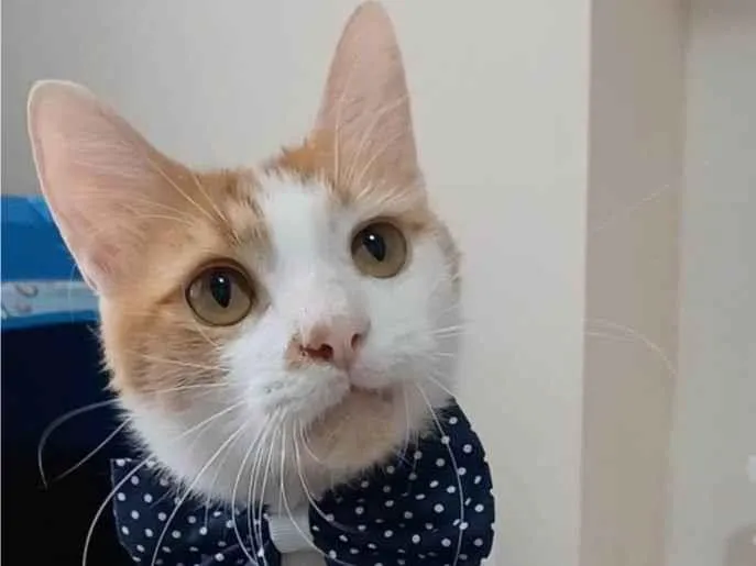 Gato ra a Srd idade 1 ano nome Ozzy