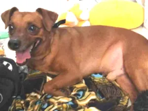 Cachorro raça Pincher idade 3 anos nome  Rubinho
