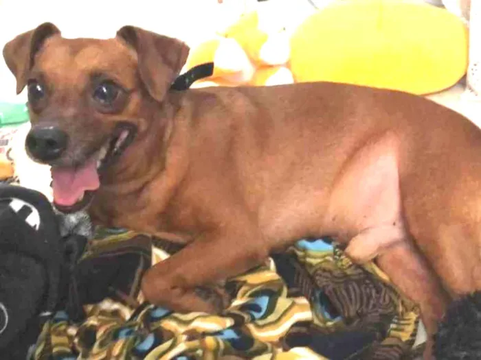 Cachorro ra a Pincher idade 3 anos nome  Rubinho