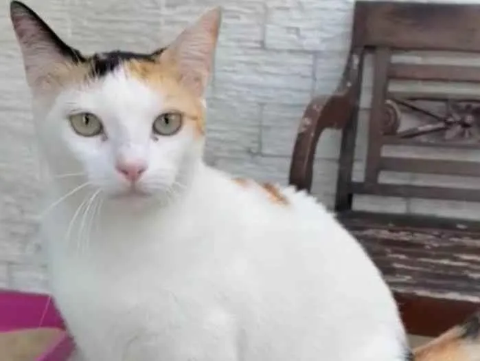 Gato raça Srd idade 1 ano nome Dália 