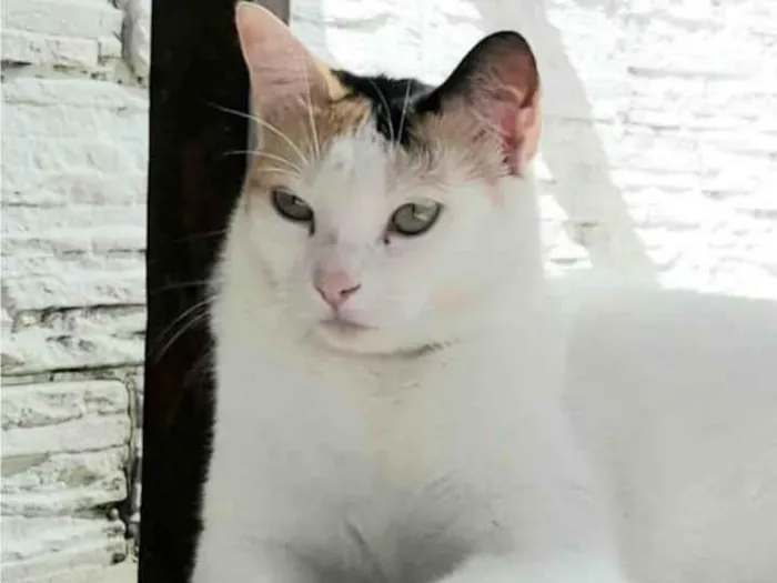 Gato raça Srd idade 1 ano nome Dália 