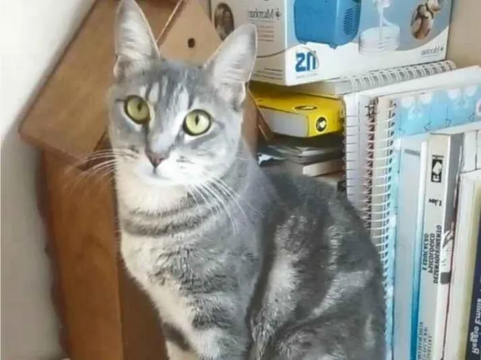 Gato ra a Srd idade 1 ano nome Adelly