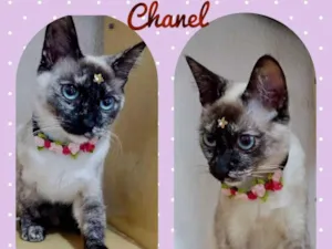 Gato raça  idade 7 a 11 meses nome Chanel 