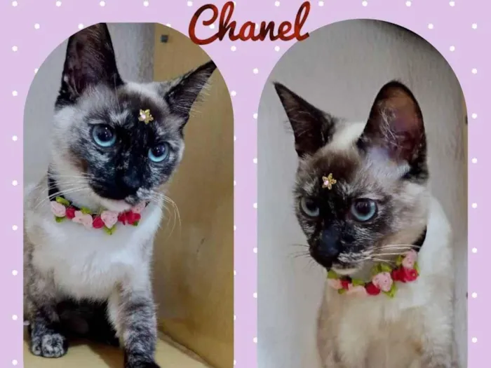 Gato ra a  idade 7 a 11 meses nome Chanel 