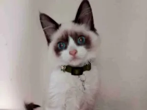 Gato raça  idade 2 a 6 meses nome Zeca 