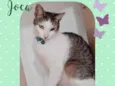 Gato raça  idade 7 a 11 meses nome Joca 