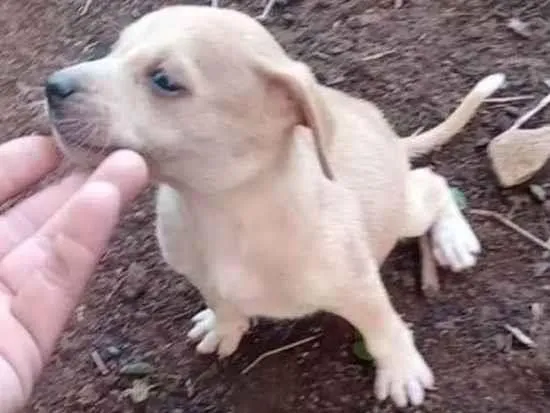 Cachorro ra a Mestiça idade Abaixo de 2 meses nome Filhotes