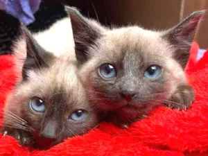 Gato raça Srd idade Abaixo de 2 meses nome Filhotes 