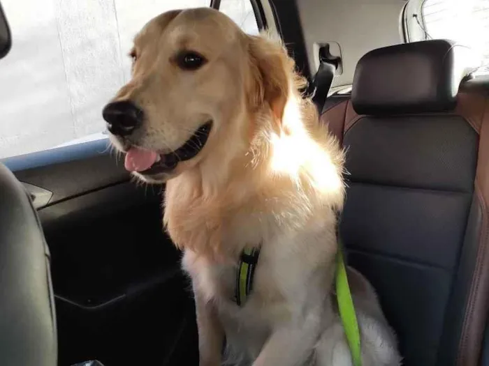 Cachorro ra a Golden idade 7 a 11 meses nome Buzz 