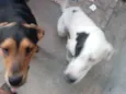 Negreli e pirata