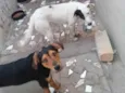 Negreli e pirata