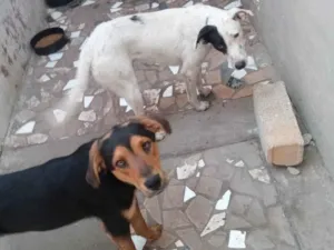 Cachorro raça Ambos SRD idade 2 anos nome Negreli e pirata