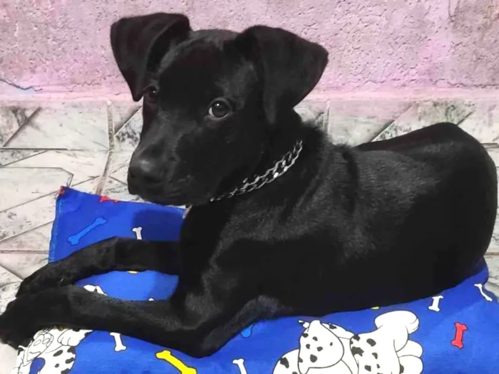 Cachorro ra a SRD idade 2 a 6 meses nome Hércules 
