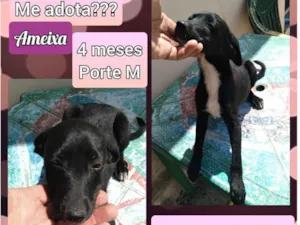 Cachorro raça SRD idade 7 a 11 meses nome Ameixa 