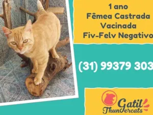 Gato raça SRD idade 1 ano nome Cidinha