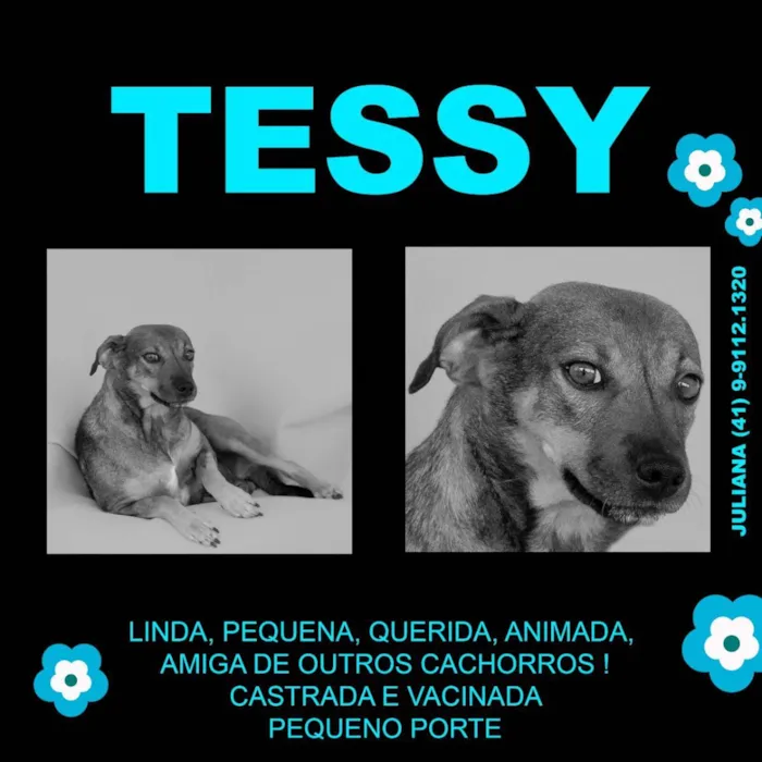 Cachorro ra a SRD idade 3 anos nome Tessy 