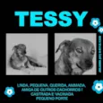 Tessy