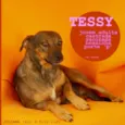 Tessy