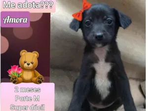 Cachorro raça SRD idade 2 a 6 meses nome Amora