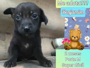 Cachorro raça SRD idade 2 a 6 meses nome Benjamim