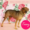 Tessy
