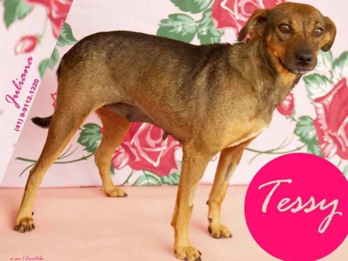 Cachorro ra a SRD idade 3 anos nome Tessy 