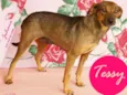 Tessy