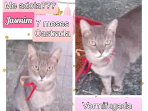 Gato raça SRD idade 7 a 11 meses nome Jasmim