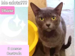Gato raça SRD idade 2 a 6 meses nome Ohana
