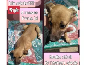 Cachorro raça SRD idade 2 a 6 meses nome Trufa