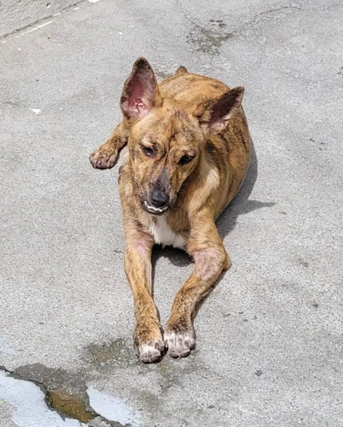 Cachorro ra a Srd idade 7 a 11 meses nome Mônica e ross