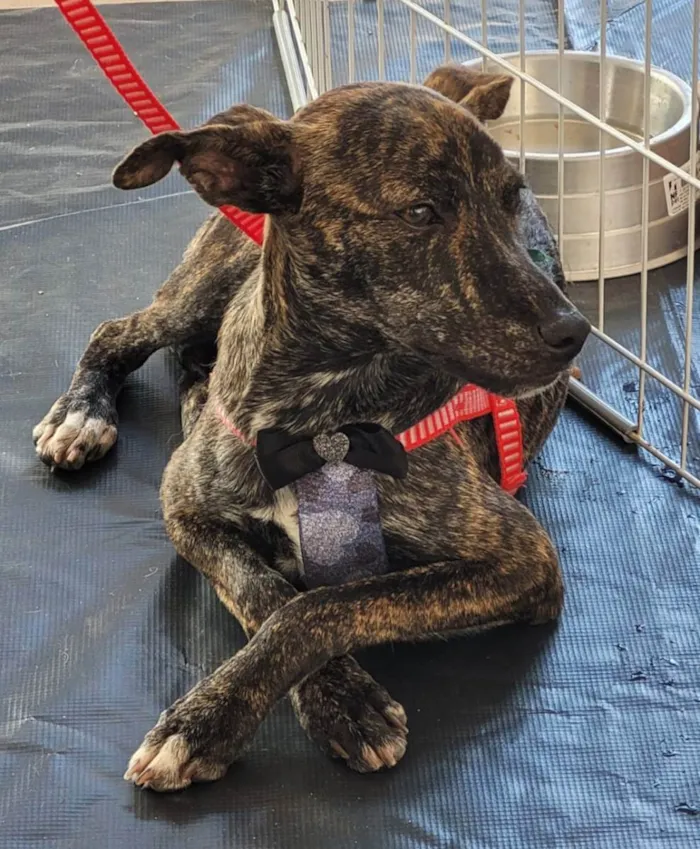 Cachorro ra a Srd idade 7 a 11 meses nome Mônica e ross