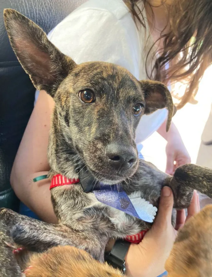 Cachorro ra a Srd idade 7 a 11 meses nome Mônica e ross