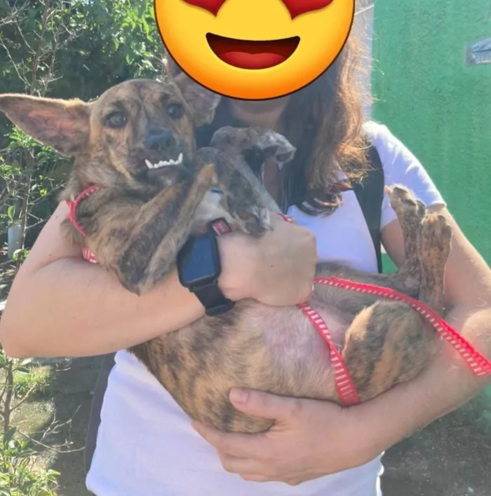 Cachorro ra a Srd idade 7 a 11 meses nome Mônica e ross