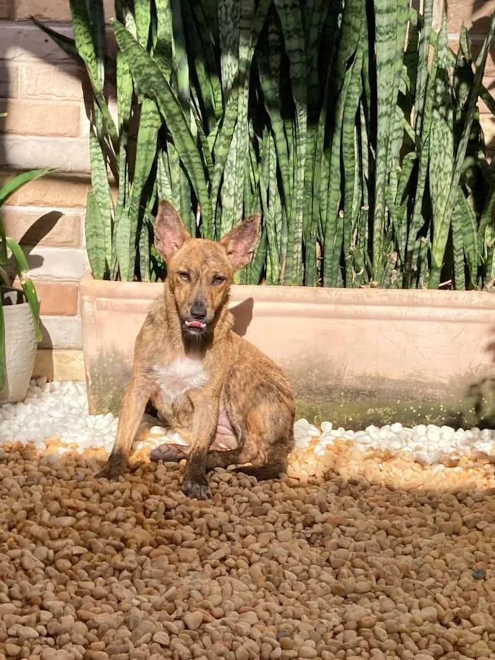 Cachorro ra a Srd idade 7 a 11 meses nome Mônica e ross