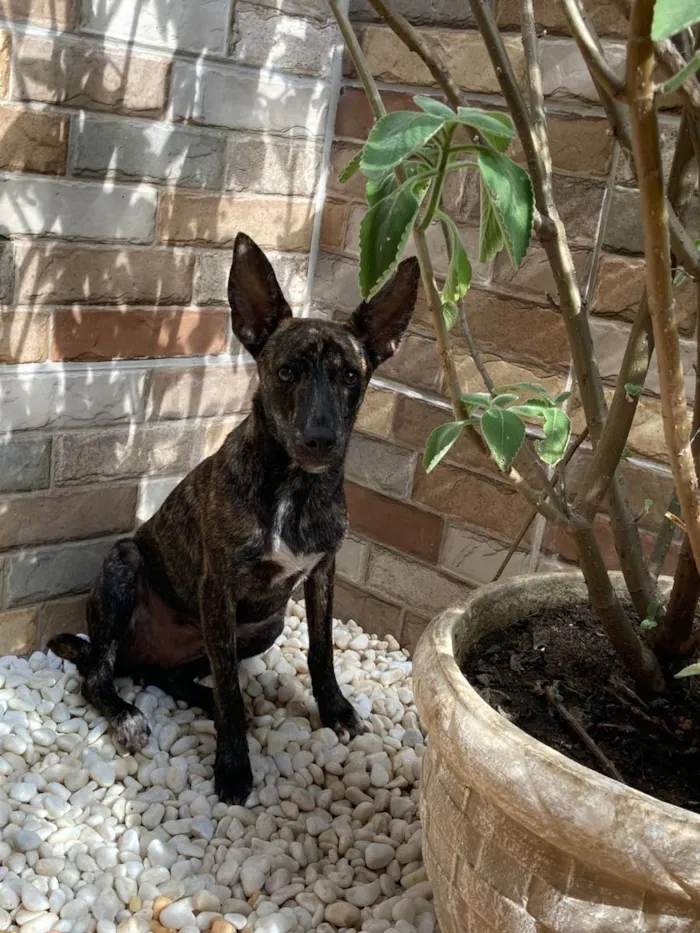 Cachorro ra a Srd idade 7 a 11 meses nome Mônica e ross