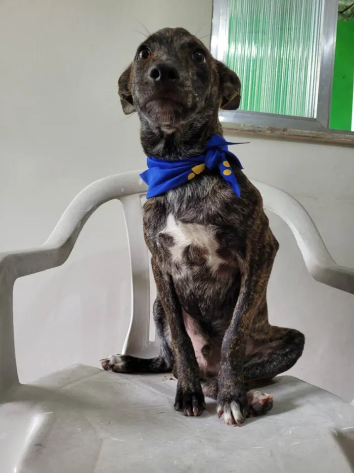 Cachorro ra a Srd idade 7 a 11 meses nome Mônica e ross