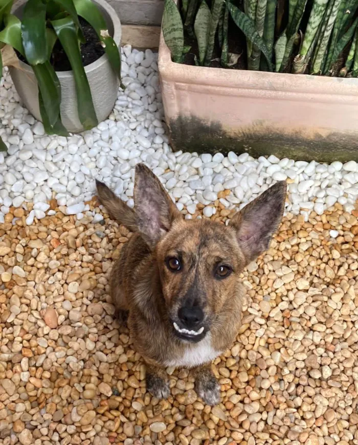 Cachorro ra a Srd idade 7 a 11 meses nome Mônica e ross