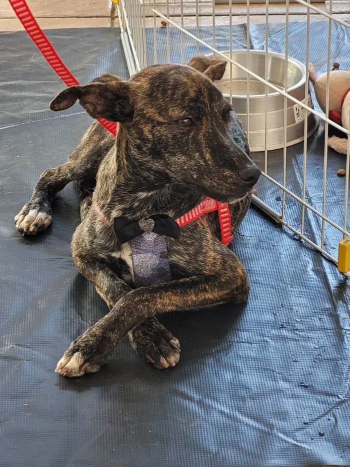 Cachorro ra a Srd idade 7 a 11 meses nome Mônica e ross