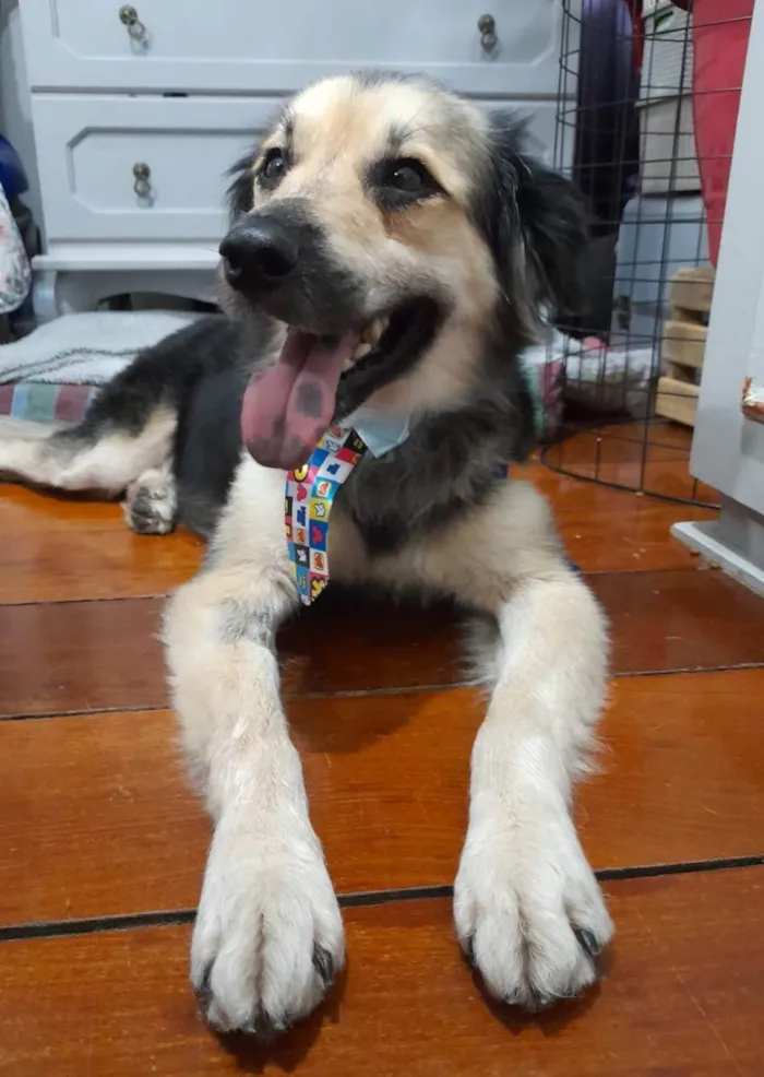 Cachorro ra a Srd idade 1 ano nome Toby