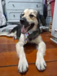 Toby