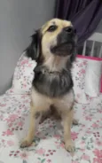 Toby