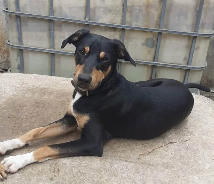 Cachorro ra a SRD idade 7 a 11 meses nome Bob