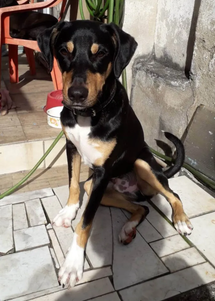 Cachorro ra a SRD idade 7 a 11 meses nome Bob
