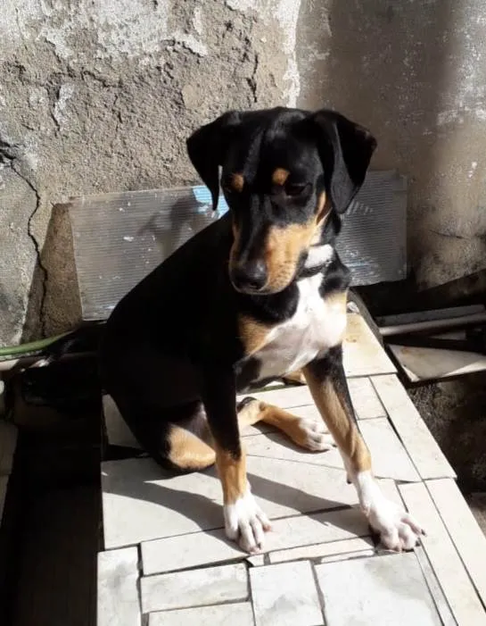 Cachorro ra a SRD idade 7 a 11 meses nome Bob