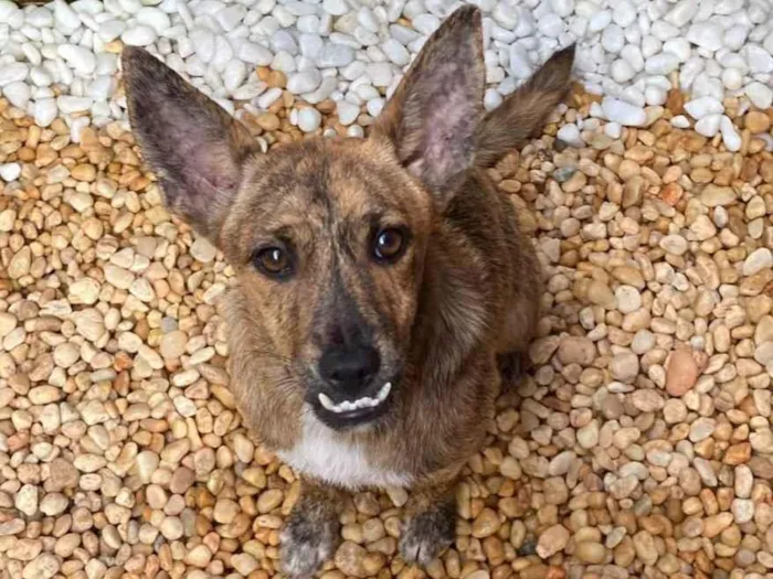 Cachorro ra a Srd idade 7 a 11 meses nome Mônica e ross
